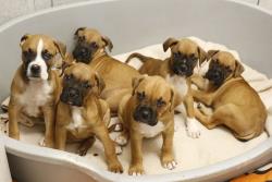 boxerwelpen-k