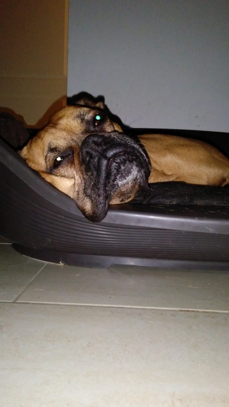 Buffy sagt DANKE Boxerhilfe